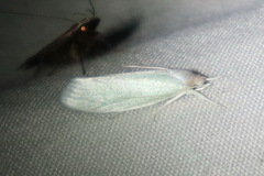 Acraephnes litodes