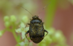 Polymerus holosericeus