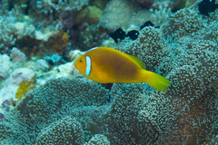 Amphiprion leucokranos