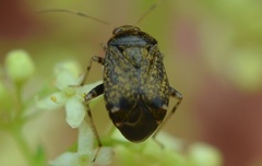 Polymerus holosericeus