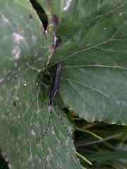 Agapanthia turanica