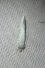 Acraephnes litodes