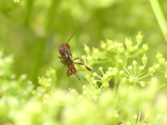 Gasteruption hastator