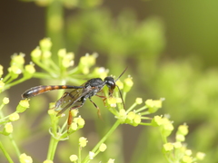 Gasteruption hastator