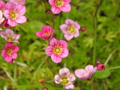 Saxifraga