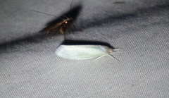 Acraephnes litodes