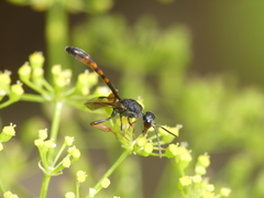 Gasteruption hastator