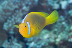 Amphiprion leucokranos