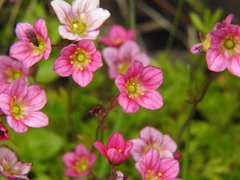 Saxifraga