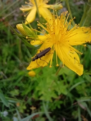 Oedemera lurida