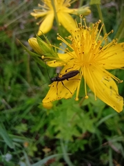 Oedemera lurida