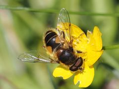 Eristalis jugorum