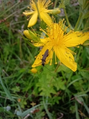 Oedemera lurida