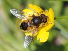 Eristalis jugorum