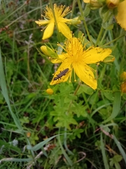 Oedemera lurida