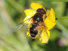 Eristalis jugorum
