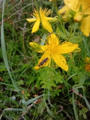 Oedemera lurida