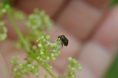 Polymerus holosericeus
