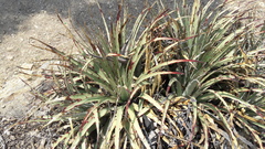 Hechtia podantha