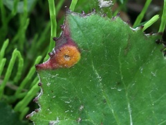 Puccinia poarum
