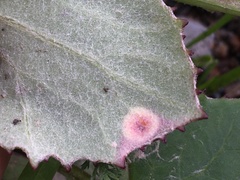 Puccinia poarum