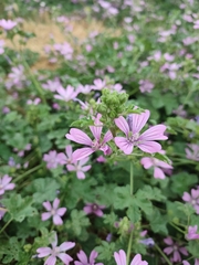 Malva sylvestris