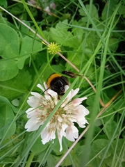 Bombus