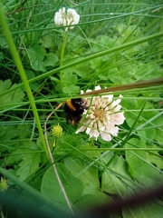 Bombus