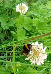 Bombus