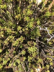 Limbarda crithmoides