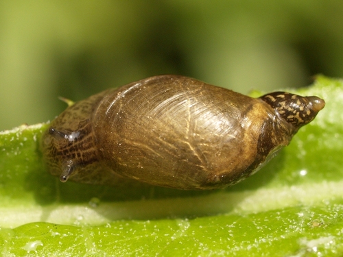 Slender Amber Snail