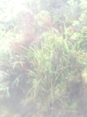 Nephrolepis flexuosa