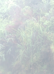 Nephrolepis flexuosa