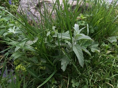Mentha longifolia asiatica