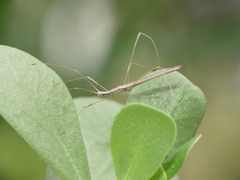 Neides aduncus