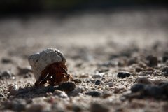 Coenobita perlatus
