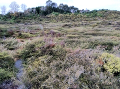 Kunzea tenuicaulis