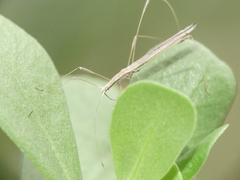 Neides aduncus