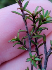 Kunzea tenuicaulis