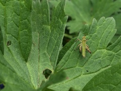 Gomphomastax clavata