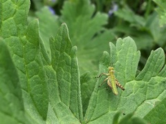 Gomphomastax clavata