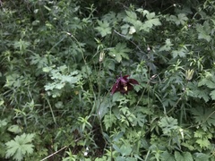 Aquilegia atrovinosa