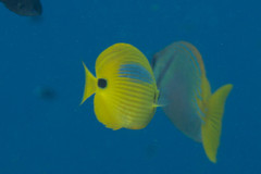 Chaetodon plebeius