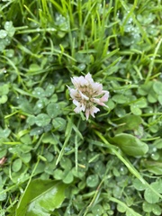 Trifolium repens
