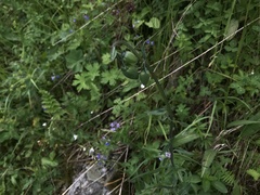 Codonopsis clematidea