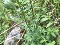 Codonopsis clematidea