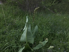 Ligularia macrophylla