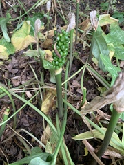 Arum cylindraceum
