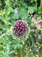 Allium