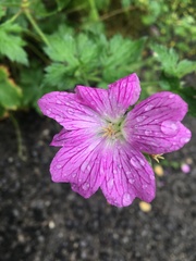 Geranium